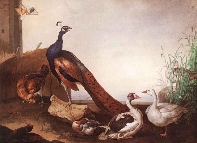 Jakob Bogdani Peacock with Geese and Hen china oil painting image